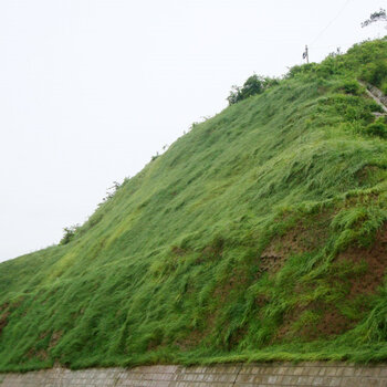 路基護坡,價草籽批發,邊坡防護植草綠化,生態護坡草灌結合護坡聯繫人